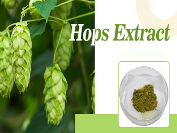 What Is Hops Flower Powder Good For